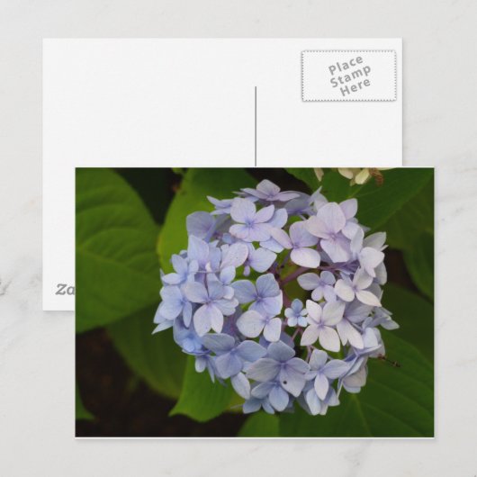 Ordensie Postkarte (Vorne/Hinten)