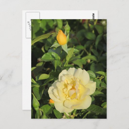 Oregold Yellow Roses Postkarte (Vorne/Hinten)