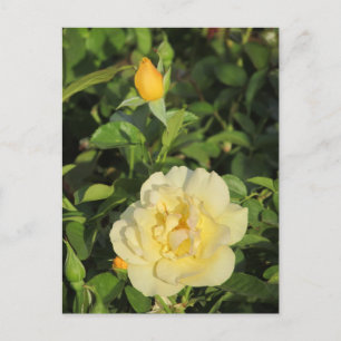Oregold Yellow Roses Postkarte