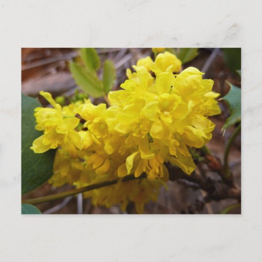 Oregon Blume Gelbe Wildblumen Postkarte (Vorderseite)