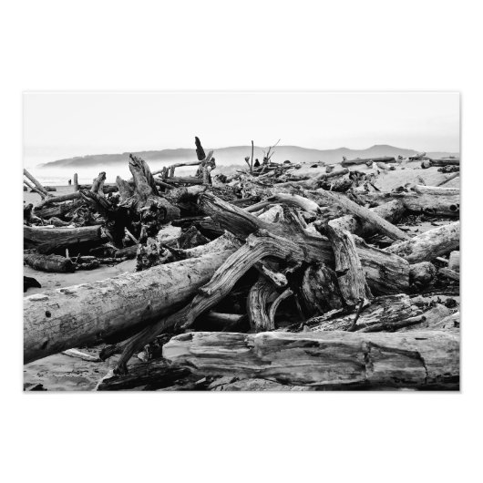 Oregon Coast Driftwood Black and White Print Fotodruck (Vorne)