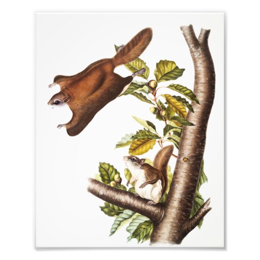 Oregon Flying Eichhörnchen (Pteromys Origonensis) Fotodruck (Vorne)