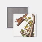 Oregon Flying Eichhörnchen (Pteromys Origonensis) Magnet (Vorderseite/Rückseite)