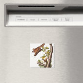 Oregon Flying Eichhörnchen (Pteromys Origonensis) Magnet (In Situ (Geschirrspüler))