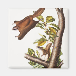 Oregon Flying Eichhörnchen (Pteromys Origonensis) Magnet