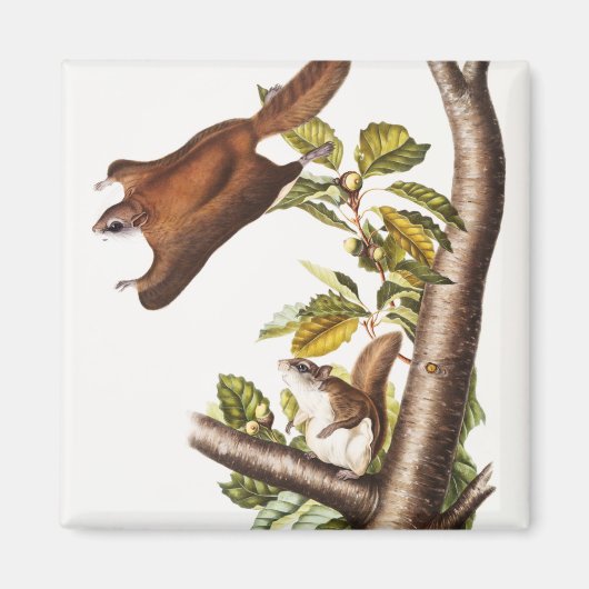 Oregon Flying Eichhörnchen (Pteromys Origonensis) Magnet (Vorne)