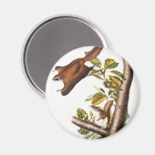 Oregon Flying Eichhörnchen (Pteromys Origonensis) Magnet (Vorderseite/Rückseite)