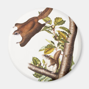 Oregon Flying Eichhörnchen (Pteromys Origonensis) Magnet