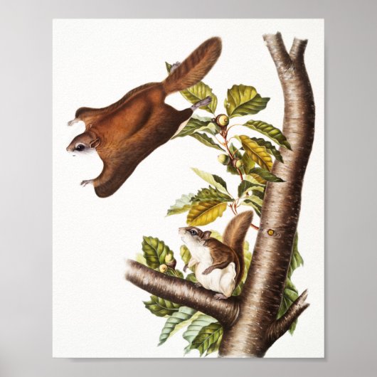 Oregon Flying Eichhörnchen (Pteromys Origonensis) Poster (Vorne)