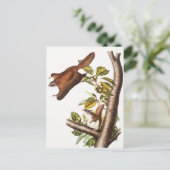 Oregon Flying Eichhörnchen (Pteromys Origonensis) Postkarte (Stehend Vorderseite)