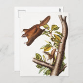 Oregon Flying Eichhörnchen (Pteromys Origonensis) Postkarte (Vorne/Hinten)