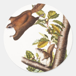 Oregon Flying Eichhörnchen (Pteromys Origonensis) Runder Aufkleber