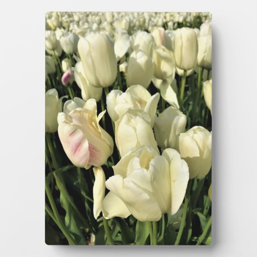 Oregon Fotoplatte (Vorderseite)