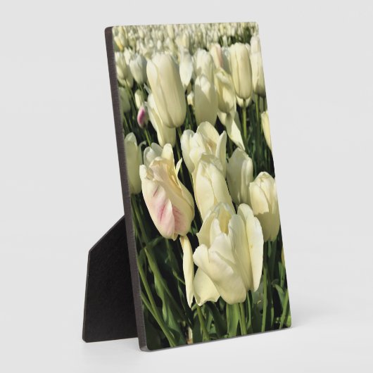 Oregon Fotoplatte (Seite)