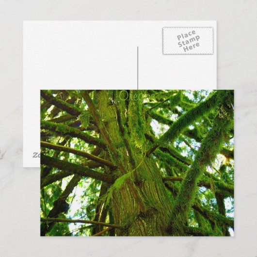 Oregon Green Postkarte (Vorne/Hinten)