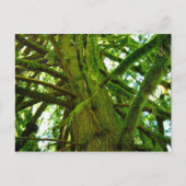 Oregon Green Postkarte (Vorderseite)