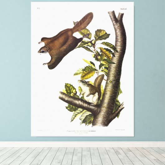 Oregon (Humboldt's Flying Squirrel von Audubon Leinwanddruck (Insitu (Holzboden))