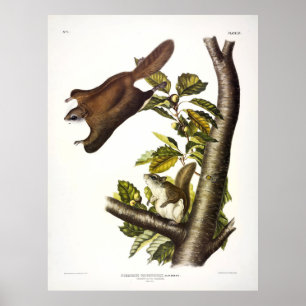 Oregon (Humboldt's Flying Squirrel von Audubon Poster