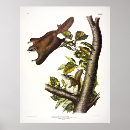 Oregon (Humboldt's Flying Squirrel von Audubon Poster (Vorne)