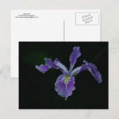 Oregon Iris 01 Postkarte (Vorne/Hinten)