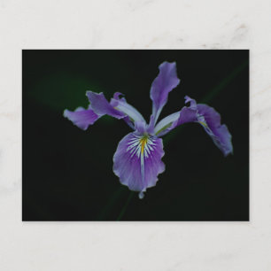 Oregon Iris 01 Postkarte