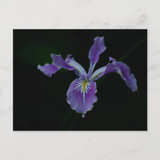 Oregon Iris 01 Postkarte (Vorderseite)