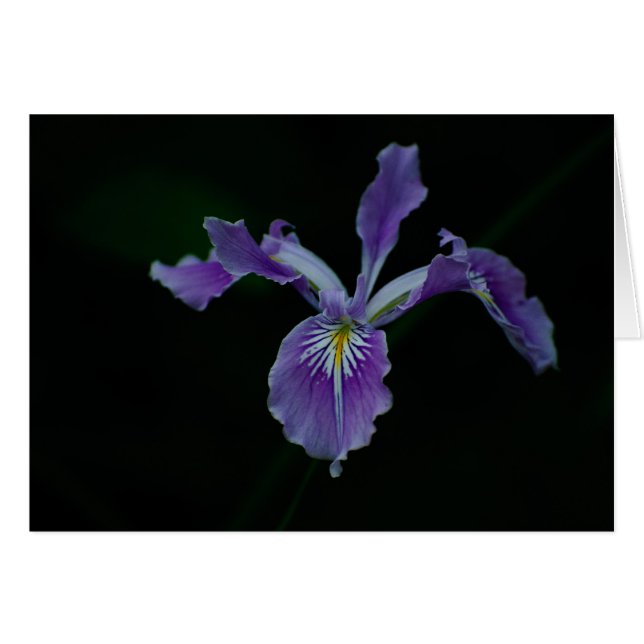 Oregon-Iris 02 (Vorderseite (Horizontal))