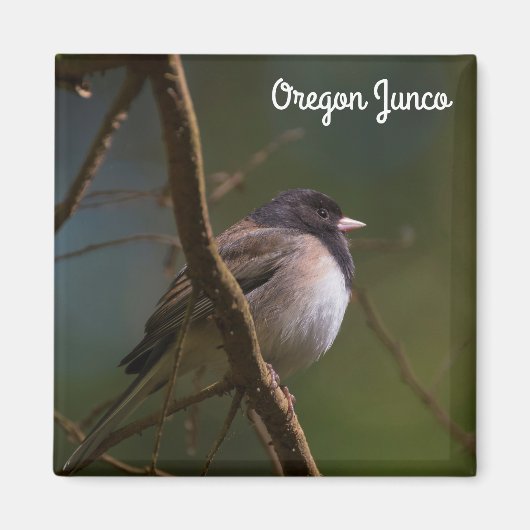 Oregon Junco Magnet (Vorne)