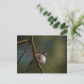 Oregon Junco Postkarte (Stehend Vorderseite)