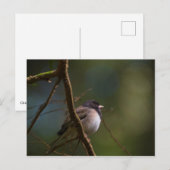 Oregon Junco Postkarte (Vorne/Hinten)