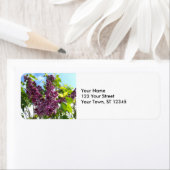 Oregon Lilacs (Insitu)