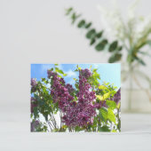Oregon Lilacs Postkarte (Stehend Vorderseite)