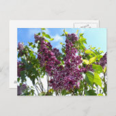 Oregon Lilacs Postkarte (Vorne/Hinten)