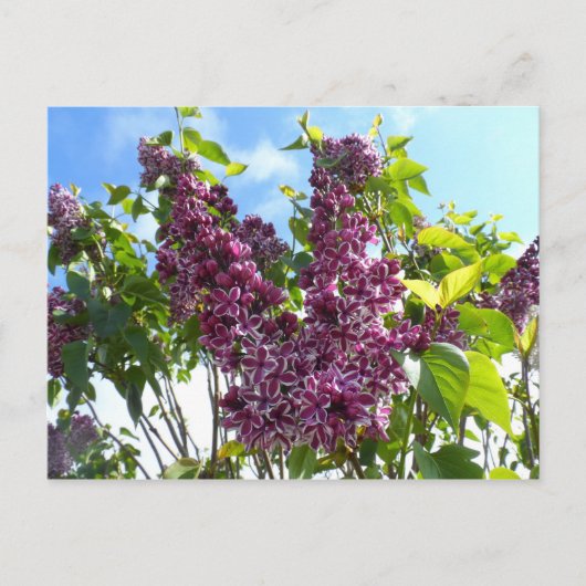 Oregon Lilacs Postkarte (Vorderseite)