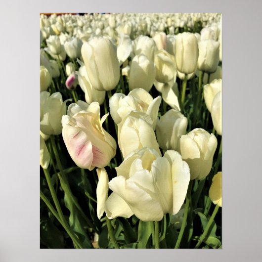 Oregon Poster (Vorne)