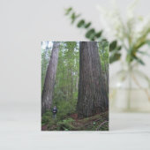 Oregon Redwoods Postkarte (Stehend Vorderseite)