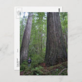 Oregon Redwoods Postkarte (Vorne/Hinten)