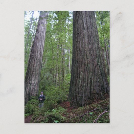 Oregon Redwoods Postkarte (Vorderseite)