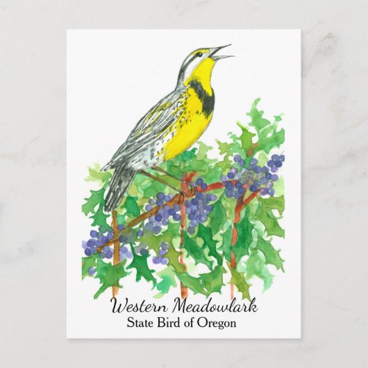 Oregon Staat Blume Bird Meadowlark Postkarte (Vorderseite)