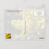 Oregon Staat Blume: Oregon Trauben Postkarte (Rückseite)