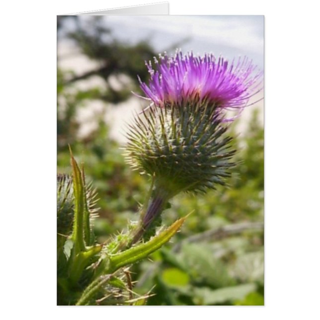 Oregon Thistles (Vorne)