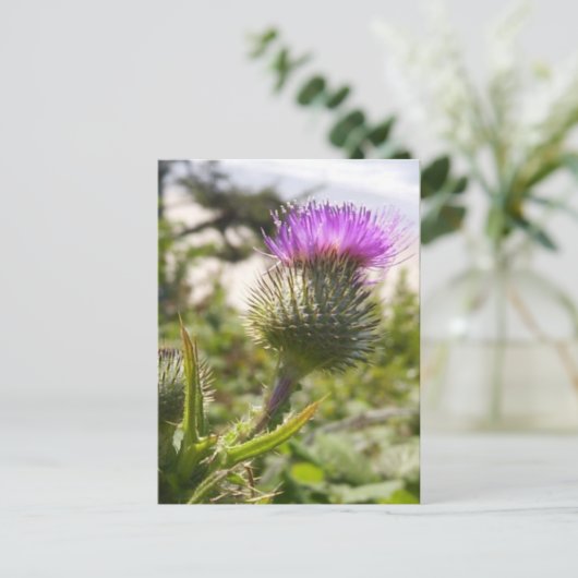 Oregon Thistles Postkarte (Stehend Vorderseite)