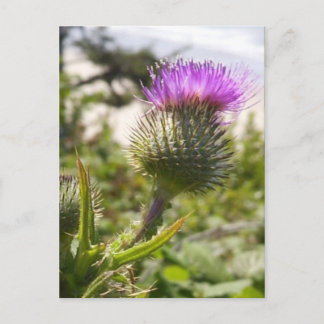 Oregon Thistles Postkarte