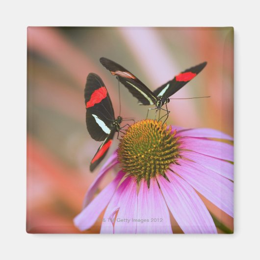 oregon, usa 3 magnet (Vorne)