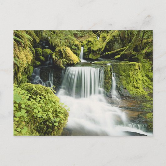 Oregon, Wasserfall in Willamette national Postkarte (Vorderseite)