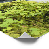 Oregon, Waterfall in Willamette national Poster (Ecke)