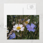 Oregon Wildblumen Postkarte (Vorne/Hinten)