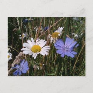 Oregon Wildblumen Postkarte