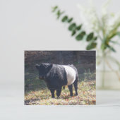 Oreo Cow Postkarte (Stehend Vorderseite)