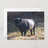 Oreo Cow Postkarte (Vorne/Hinten)
